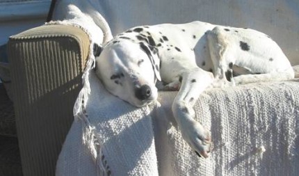 BLOG dog