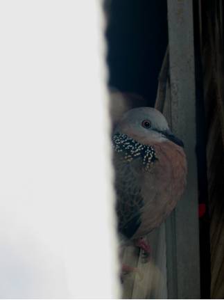BLOG dove 3 BLOG dove 3