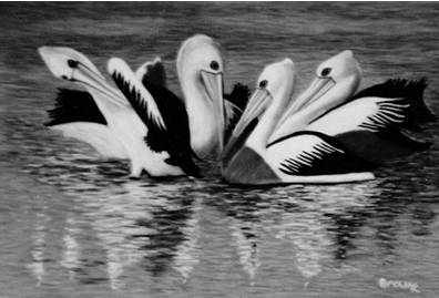 BLOG pelicans BLOG pelicans