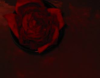 BLOG rose BLOG rose