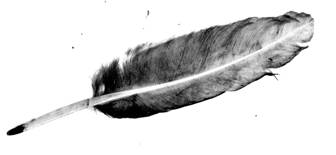 DIARIES feather